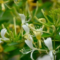 代加工金银花提取物5%，8%，10%