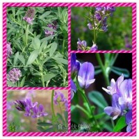 紫花苜蓿提取物 紫花苜蓿浓缩粉