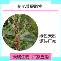 刺苋菜提取物 刺苋菜粉天瑞生物厂家