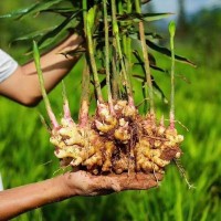云南罗平小黄姜提取物，生姜汁粉，生姜粉