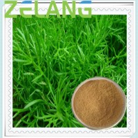 鼠尾草酸10%Carnosic acid