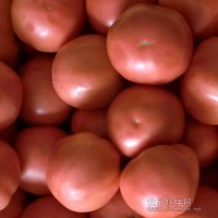 大量供应新鲜西红柿