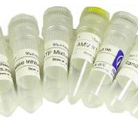 CAS:1811-31-0,N-乙酰-D-半乳糖胺,98%