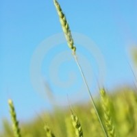 焦大麦香精