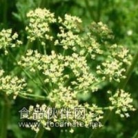 欧芹籽油