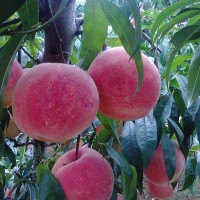 桃树新品种招商
