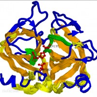 中性蛋白酶-烘焙酶制剂 改良剂