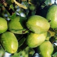 厂家直销食品级高活性木瓜蛋白酶