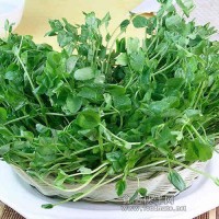 新农村绿色蔬菜—豌豆苗河南地区诚招代理商