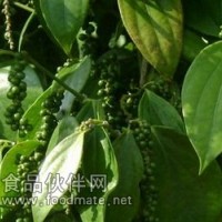 胡椒碱98%胡椒碱标准品 20mg/瓶