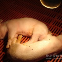 乳猪开口料，猪饲料添加剂，防止仔猪拉稀益生菌