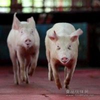 饲料添加剂，猪饲料添加剂，益生菌，微生态制剂