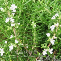 厂家大量供应植物提取物迷迭香