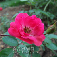 厂家大量供应植物提取物红花
