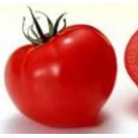 厂家供应番茄提取物、番茄红素1%、5%、10%
