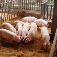 育肥猪快速催肥 优农康猪饲料添加剂促生长