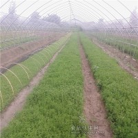 甜菊糖作用，甜菊糖生产厂家，甜菊糖价格