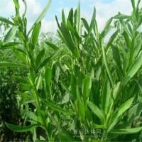 甜菊糖生产厂家甜菊糖价格用途