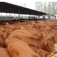 肉牛育肥技术 优农康添加剂提前出栏