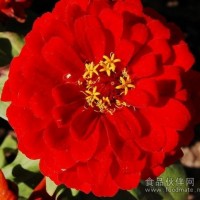 红花提取物，Flos Carthami P.E.