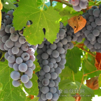 Grape Seed P.E.，葡萄籽提取物，天然植物提取物厂家