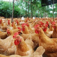 鸡饲料添加剂让鸡长得快 降低饲料成本