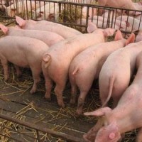 育肥猪不吃食怎么办 优农康促进消化吸收
