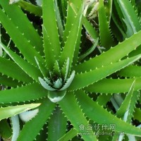 芦荟提取物，Aloes P.E.