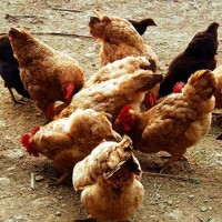 土鸡饲料添加剂 优农康无抗养殖