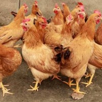 鸡饲料添加剂厂家 优农康绿色微生态