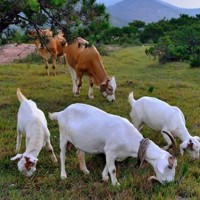 牛羊育肥增重 优农康牛羊饲料添加剂