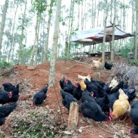 双健生物多功能饲料营养强化剂富硒营养强化增强体质降低抗生素