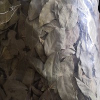 香叶 Bay Leaves