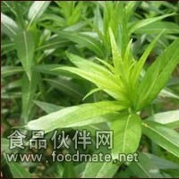 天然甘草提取物  天然甘草提取物的