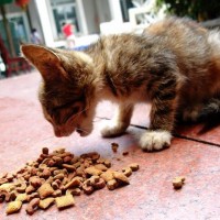 猫粮加工机械