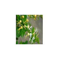 金银花烘干机 烘干机价格 烘干机厂家 干燥设备 空气能烘干机