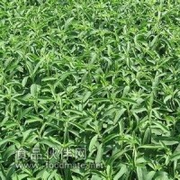 食品级甜菊糖  甜菊糖生产厂家