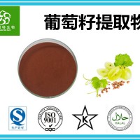 葡萄籽提取物95%原花青素 斯诺特集团工厂 批发零售