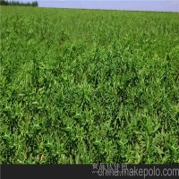 甜菊糖 食品级 甜味剂 厂家直销