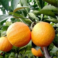 橙皮苷95%，橙皮苷生产厂家，橙皮苷价格