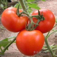 番茄红素96%90%10%现货供应