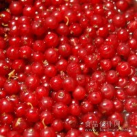 醋栗清洗机|灯笼果气泡清洗机自动洗果机