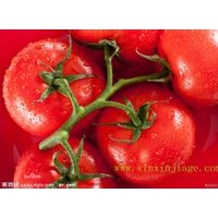 番茄红素-厂家