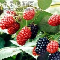 天然紫红色色素 代替桑椹红替代紫红色素