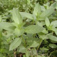 薄荷油香精