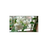 椴树蜜香精生产厂家  椴树蜜香精供应商