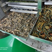 真空冻干机 宠物零食辅食冻干机设备  真空冻干机生产厂家