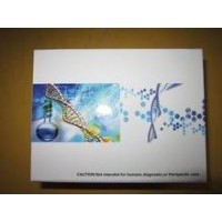 小鼠N端前脑钠素(NT-proBNP)ELISA试剂盒