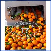 连续式小型脐橙洗果机全自动柑橘洗果机现货