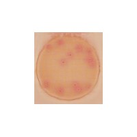 3M高灵敏度大肠菌群测试片